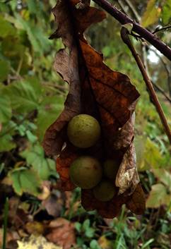 A close-up of a leaf

Description automatically generated